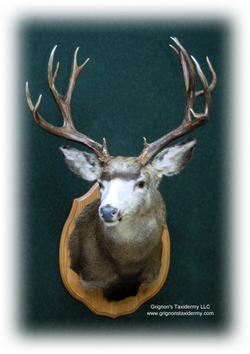 mule deer mount by grignons taxidermy studio